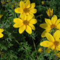 bidens