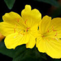 Primroses