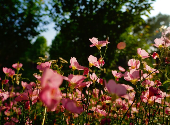 primrose Garden Planning